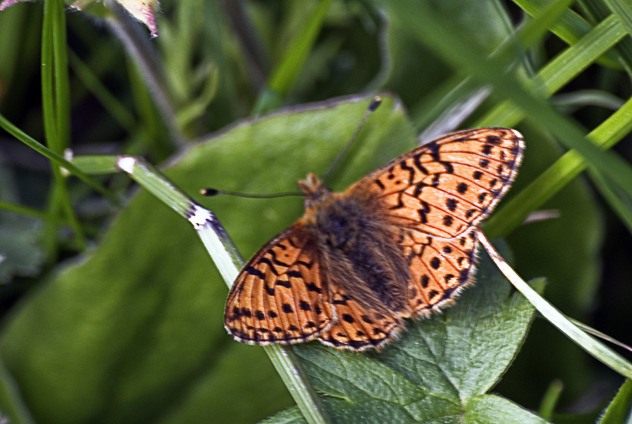 Identificazione Boloria: Boloria pales - Nymphalidae